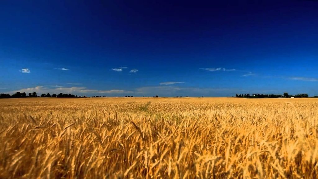 Algeria to Increase Ukrainian Grain Import Due to Climatic Changes